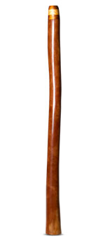 Brad Hagelstein Didgeridoo (BH061)